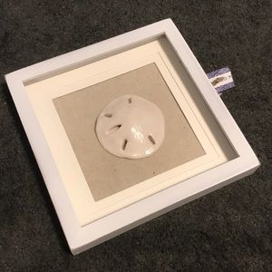 Framed Sand Dollar